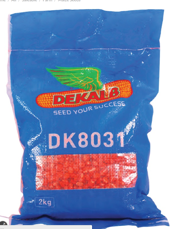 DK8031 Maize Seeds - 2Kg